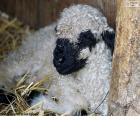 Μαύρη μύτη πρόβατα